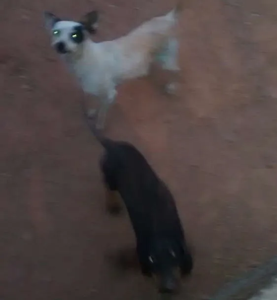 Cachorro ra a 1 vira lata pequeno e 1 cofap  idade 6 ou mais anos nome Toquinho e toto