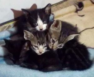 Gato raça Vira lata idade Abaixo de 2 meses nome Não possuem nome