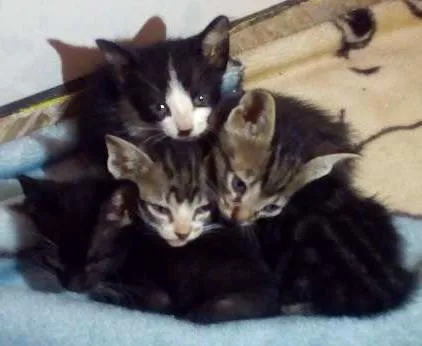 Gato ra a Vira lata idade Abaixo de 2 meses nome Não possuem nome