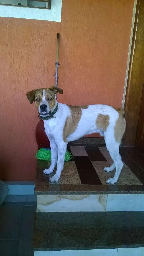 Cachorro ra a Vira-lata idade 2 anos nome Spike