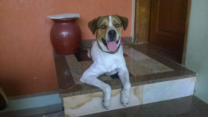 Cachorro ra a Vira-lata idade 2 anos nome Spike