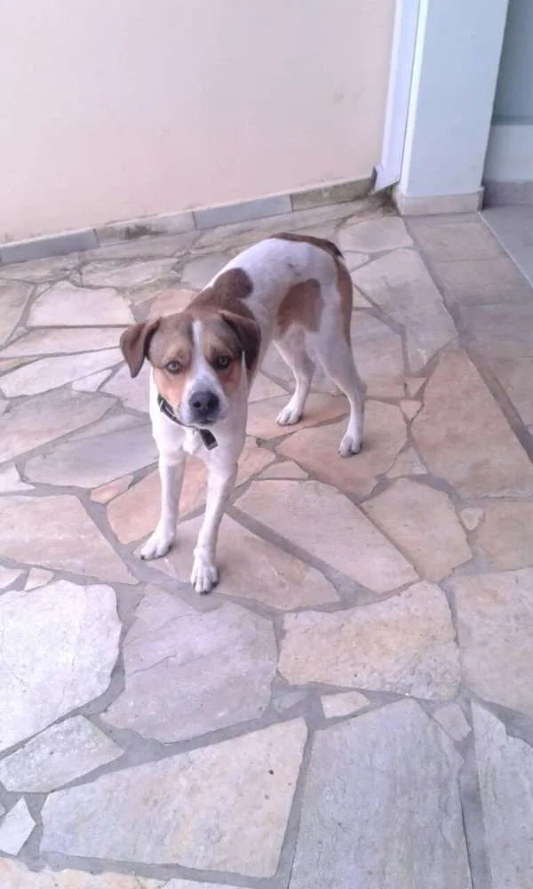Cachorro ra a Vira-lata idade 2 anos nome Spike