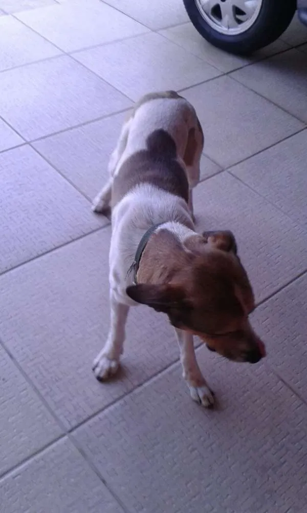 Cachorro ra a Vira-lata idade 2 anos nome Spike