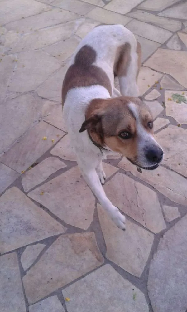 Cachorro ra a Vira-lata idade 2 anos nome Spike