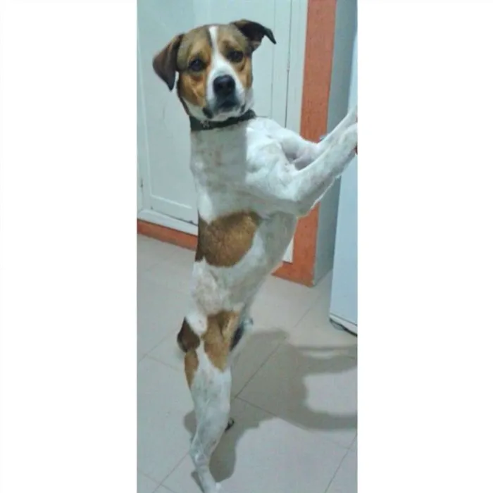Cachorro ra a Vira-lata idade 2 anos nome Spike