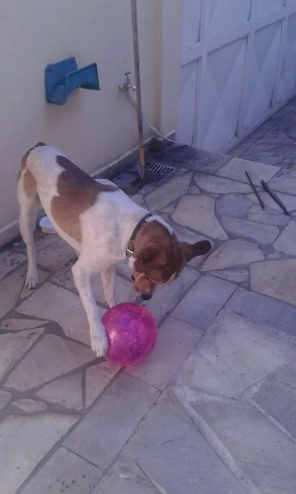 Cachorro ra a Vira-lata idade 2 anos nome Spike