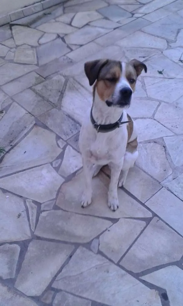 Cachorro ra a Vira-lata idade 2 anos nome Spike