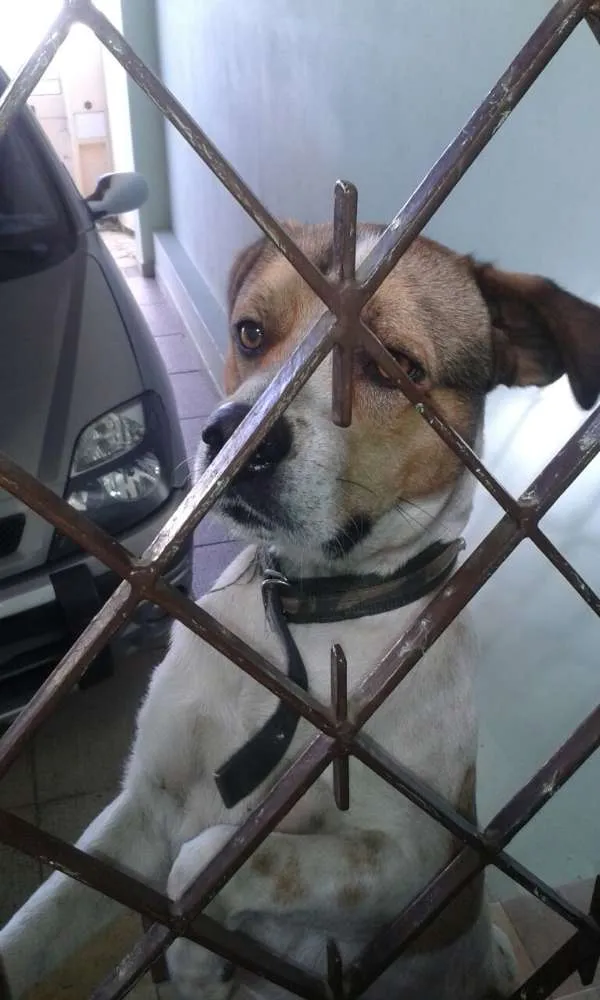Cachorro ra a Vira-lata idade 2 anos nome Spike