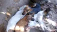 Bob, Lola e Preta