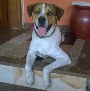 Cachorro raça Vira-lata idade 2 anos nome Spike