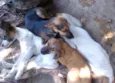 Bob, Lola e Preta