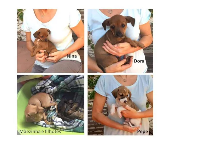Cachorro ra a SRD idade 2 a 6 meses nome Nina, Dora e Pepe