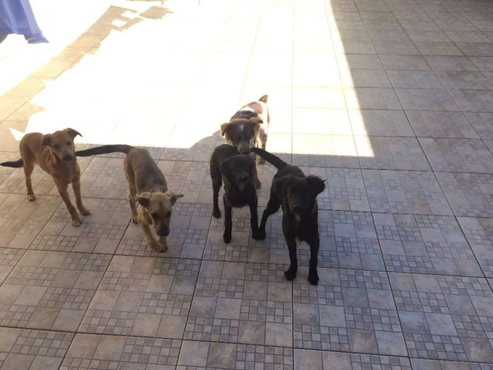 Cachorro ra a Multi idade 7 a 11 meses nome Sem Nome