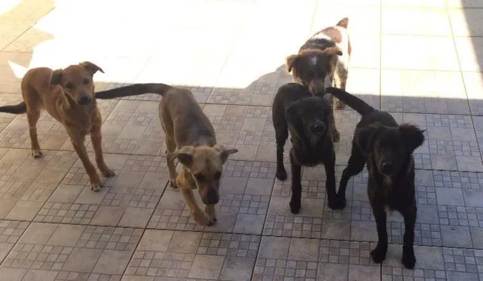 Cachorro ra a Multi idade 7 a 11 meses nome Sem Nome