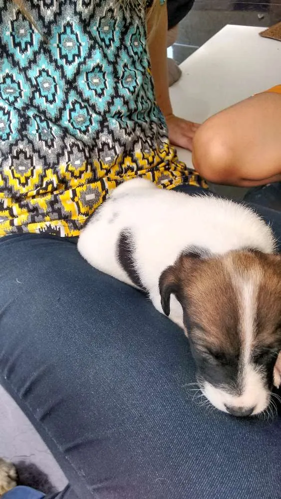 Cachorro ra a SRD idade Abaixo de 2 meses nome Maylon