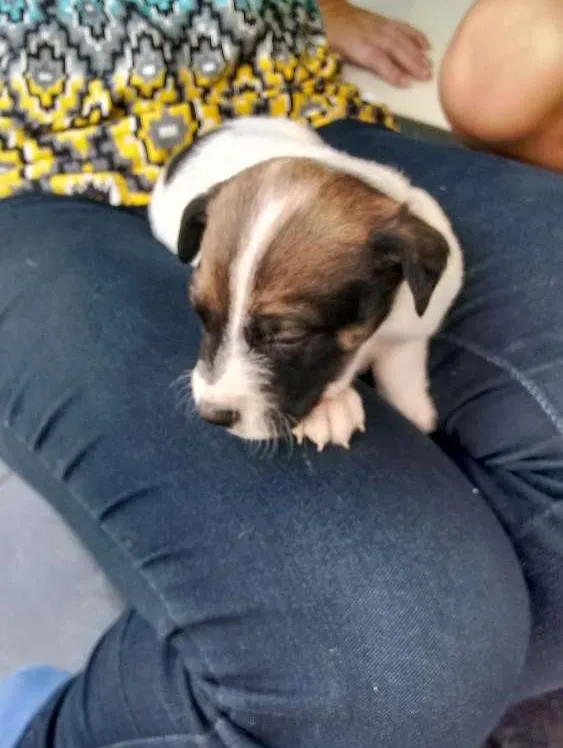Cachorro ra a SRD idade Abaixo de 2 meses nome Maylon