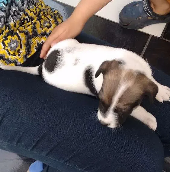 Cachorro ra a SRD idade Abaixo de 2 meses nome Maylon