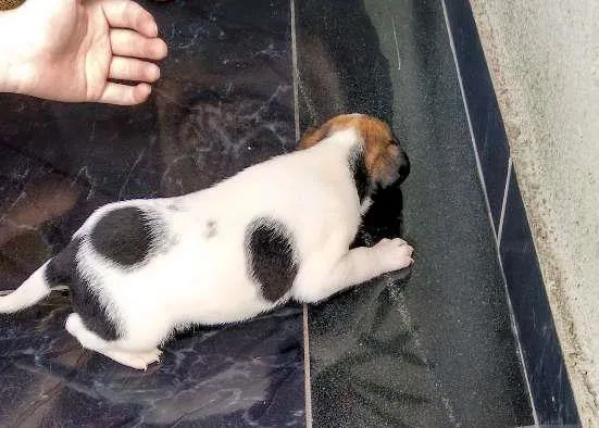 Cachorro ra a SRD idade Abaixo de 2 meses nome Maylon