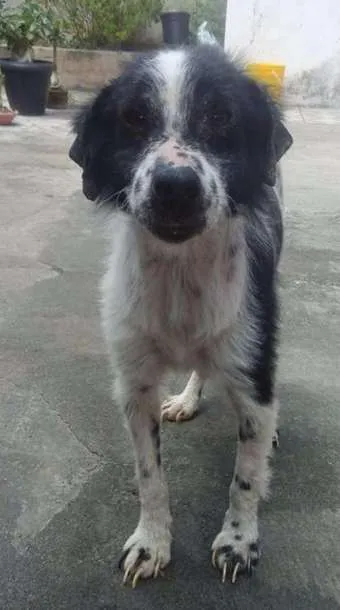 Cachorro ra a Vira Lata idade 1 ano nome Anônimo 