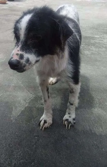 Cachorro ra a Vira Lata idade 1 ano nome Anônimo 