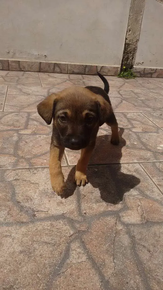 Cachorro ra a SRD idade Abaixo de 2 meses nome MARRON