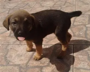 Cachorro raça SRD idade Abaixo de 2 meses nome MARRON