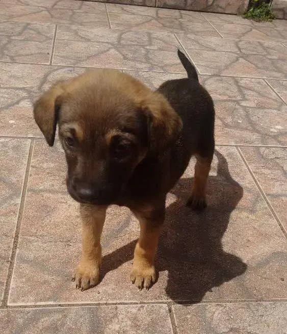 Cachorro ra a SRD idade Abaixo de 2 meses nome MARRON
