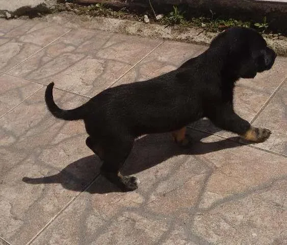 Cachorro ra a SRD idade Abaixo de 2 meses nome Kiko