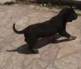 Kiko