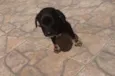 Kiko