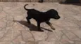 Kiko