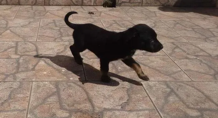 Cachorro ra a SRD idade Abaixo de 2 meses nome Kiko