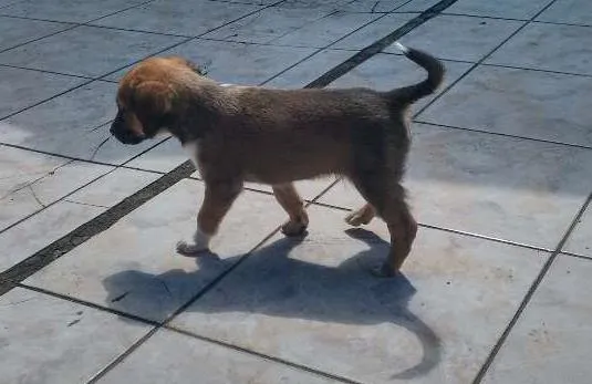Cachorro ra a SRD idade Abaixo de 2 meses nome Docinho