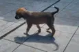 Docinho