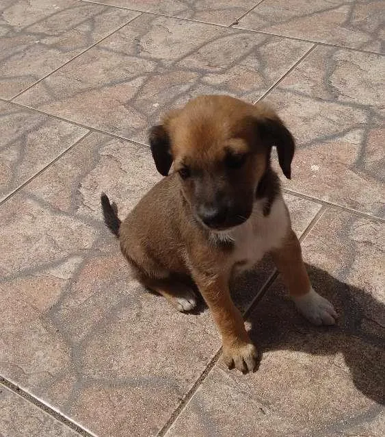 Cachorro ra a SRD idade Abaixo de 2 meses nome Docinho