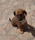 Docinho