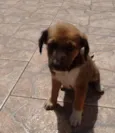 Docinho