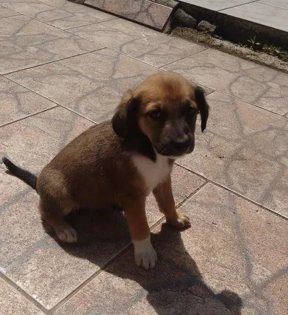 Cachorro ra a SRD idade Abaixo de 2 meses nome Docinho