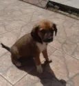 Docinho