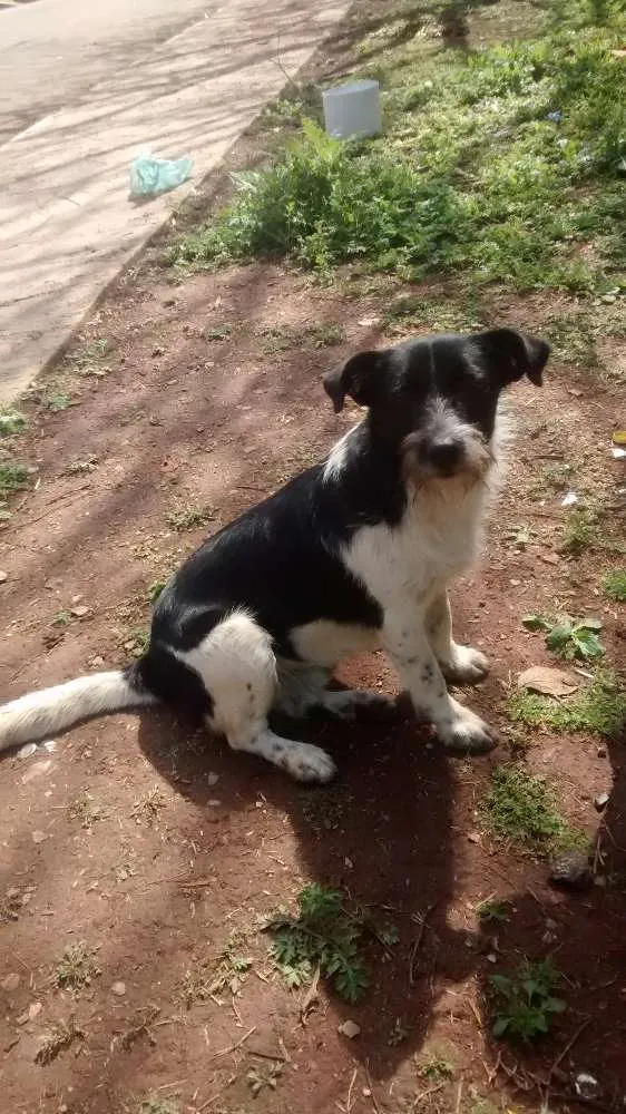 Cachorro ra a Vira lata idade 1 ano nome Coritiano