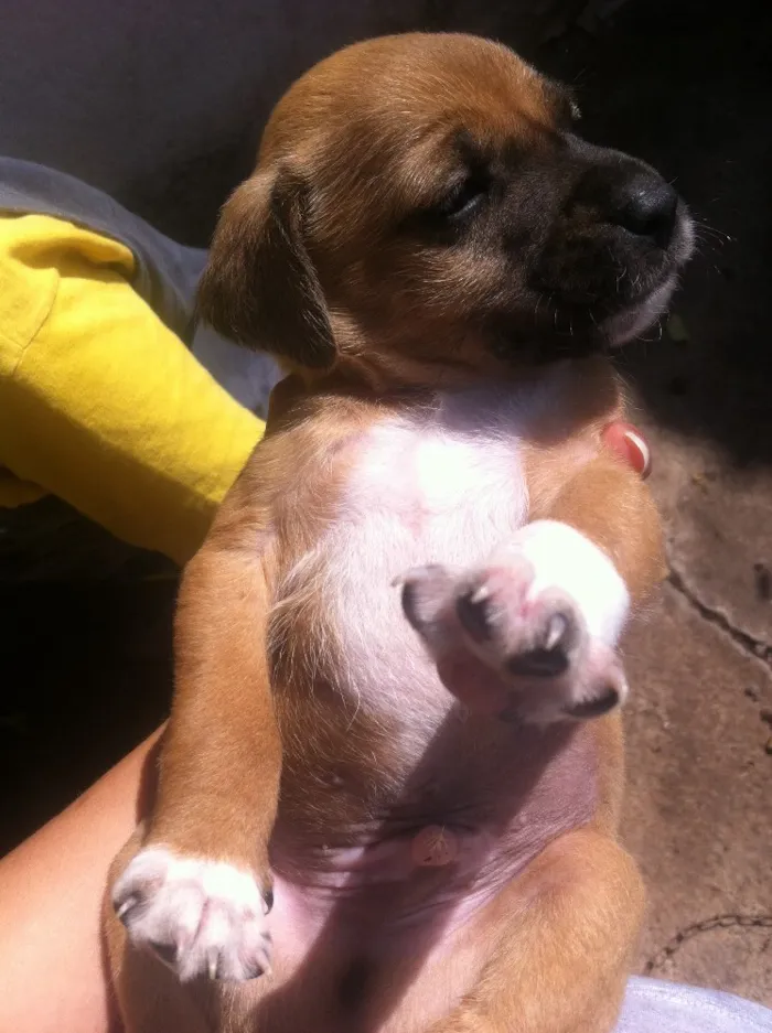 Cachorro ra a Vira-latas idade Abaixo de 2 meses nome Sem nome 
