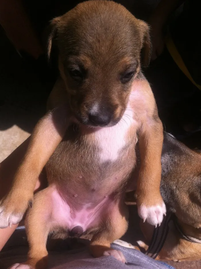 Cachorro ra a Vira-latas idade Abaixo de 2 meses nome Sem nome 