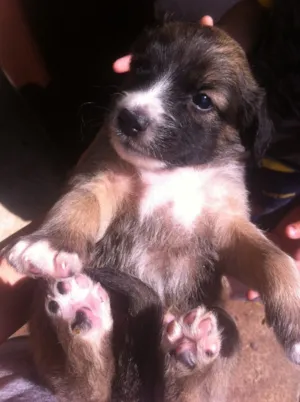 Cachorro raça Vira-latas idade Abaixo de 2 meses nome Sem nome 