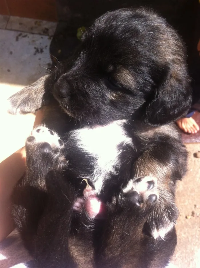 Cachorro ra a Vira-latas idade Abaixo de 2 meses nome Sem nome 