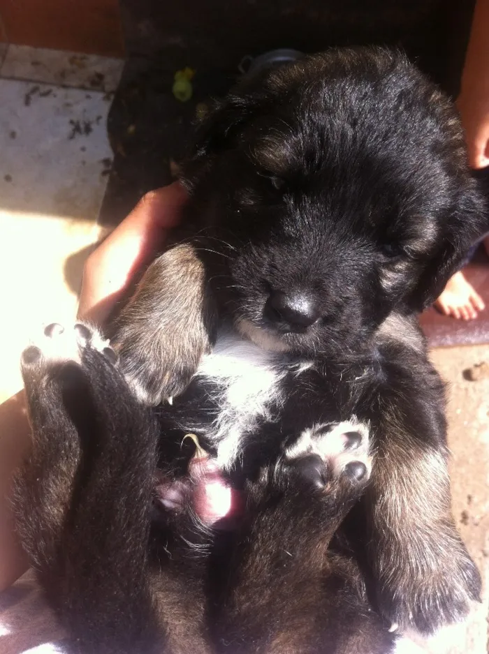 Cachorro ra a Vira-latas idade Abaixo de 2 meses nome Sem nome 