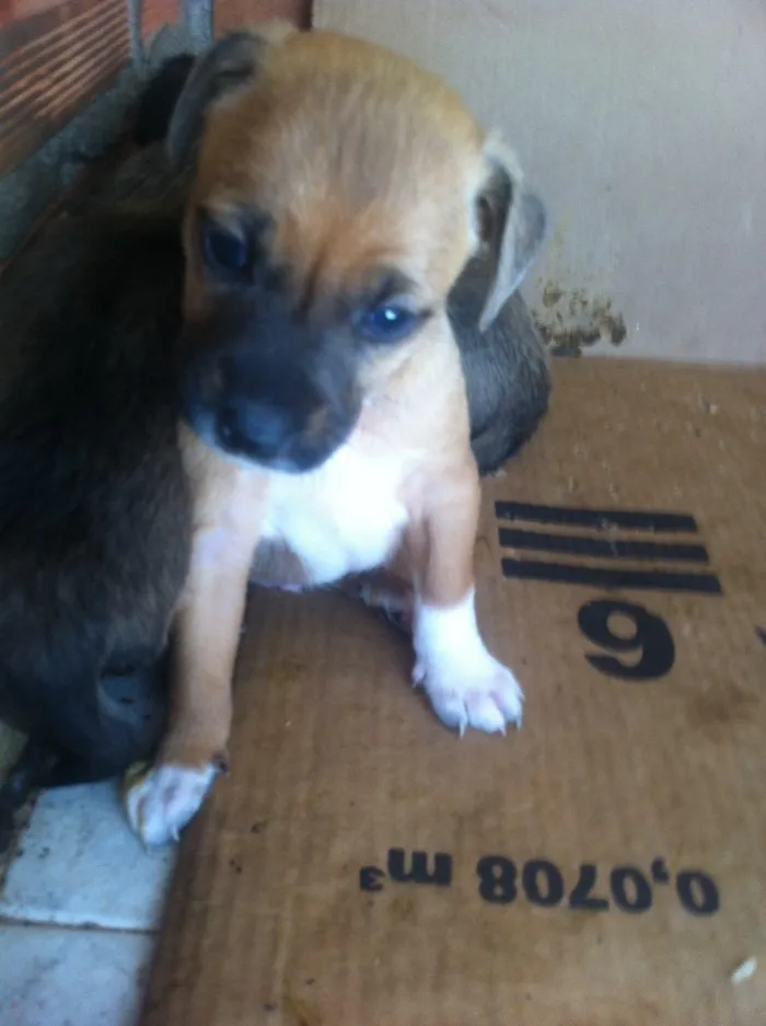Cachorro ra a Vira-latas idade Abaixo de 2 meses nome Sem nome 