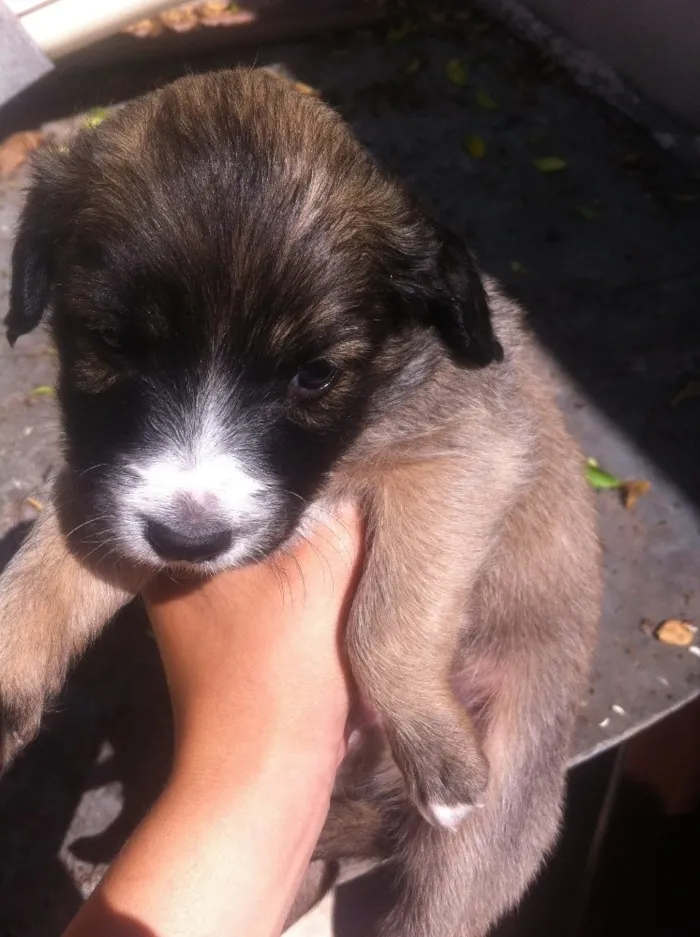 Cachorro ra a Vira-latas idade Abaixo de 2 meses nome Sem nome 