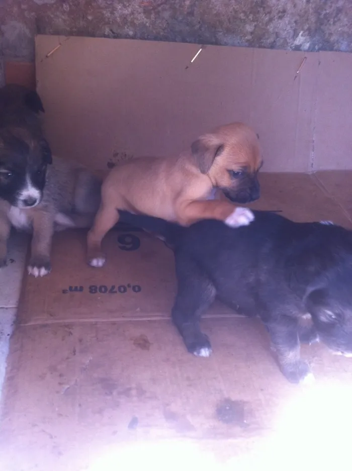 Cachorro ra a Vira-latas idade Abaixo de 2 meses nome Sem nome 
