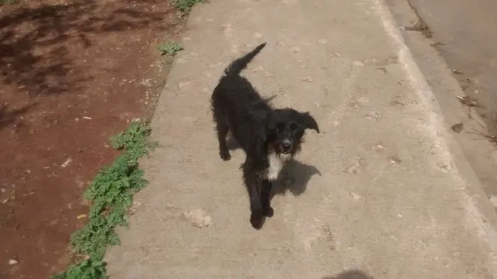 Gato ra a Vira lata idade 1 ano nome Neguinha