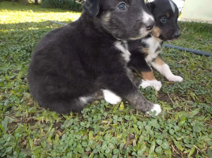 Cachorro ra a Sem raça definida idade Abaixo de 2 meses nome Sem nome